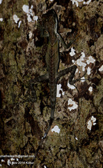 Monilesaurus ellioti