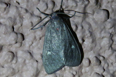 Euchaetes zella