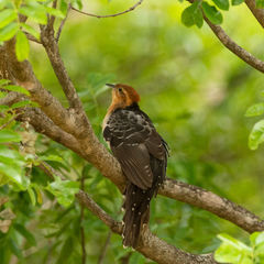 Dromococcyx pavoninus