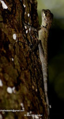 Monilesaurus ellioti