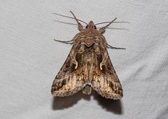 Autographa gamma