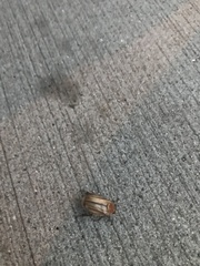 Amphimallon solstitiale