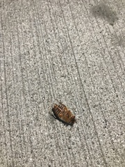 Amphimallon solstitiale