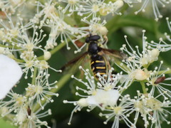 Sericomyia chrysotoxoides image
