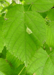 Phyllonorycter issikii