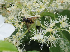 Sericomyia chrysotoxoides image