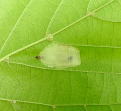 Phyllonorycter issikii