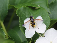 Sericomyia chrysotoxoides image