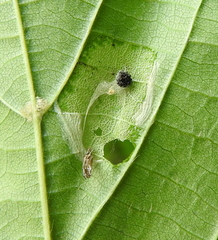 Phyllonorycter issikii