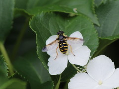 Sericomyia chrysotoxoides image