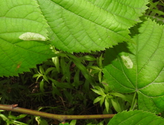 Phyllonorycter issikii