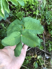 Sanguisorba stipulata