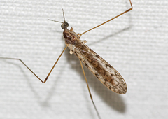 Rhipidia maculata