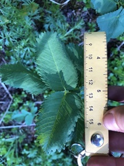 Sanguisorba stipulata