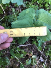 Sanguisorba stipulata