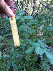 Sanguisorba stipulata