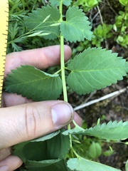 Sanguisorba stipulata