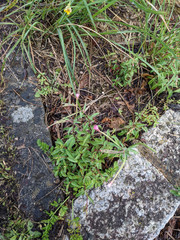 Epilobium lanceolatum