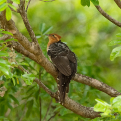 Dromococcyx pavoninus