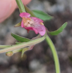 Epilobium lanceolatum