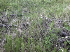 Eriophorum chamissonis