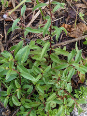 Epilobium lanceolatum