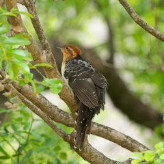 Dromococcyx pavoninus