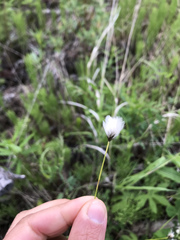 Eriophorum chamissonis
