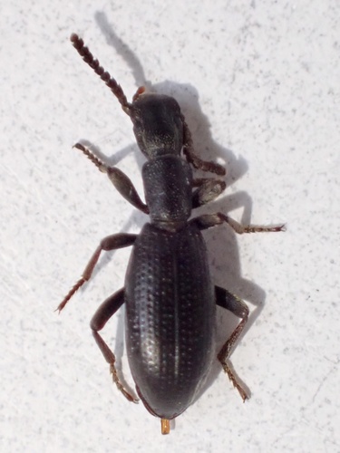 Stenosis sardoa