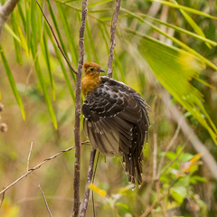 Dromococcyx pavoninus