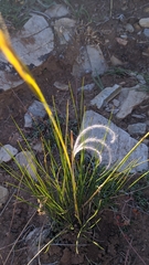Stipa iberica