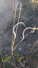Stipa iberica