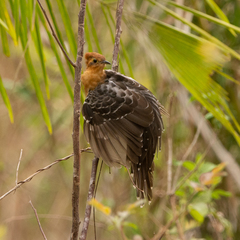 Dromococcyx pavoninus