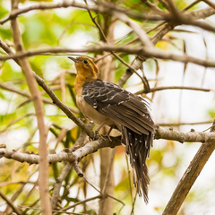 Dromococcyx pavoninus