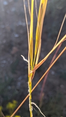 Stipa iberica