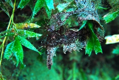 Cristiceps australis