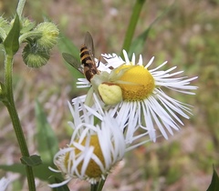 Syrphus ribesii