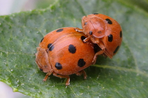 Bryony Ladybird photo 3