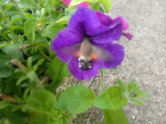 Macroglossum stellatarum