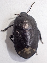 Sehirus morio