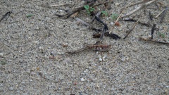 Heliastus sumichrasti