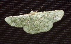 Aeolochroma viridicata