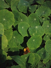 Tropaeolum majus