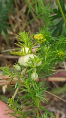 Aceria galiobia