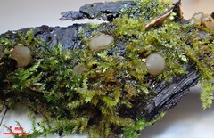 Adelphella babingtonii