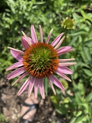 Echinacea purpurea