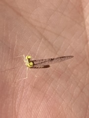 Leucrocuta aphrodite