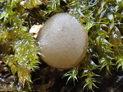 Adelphella babingtonii