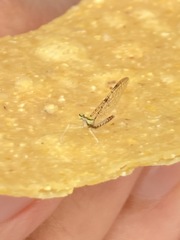 Leucrocuta aphrodite