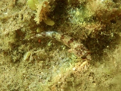 Heteroclinus